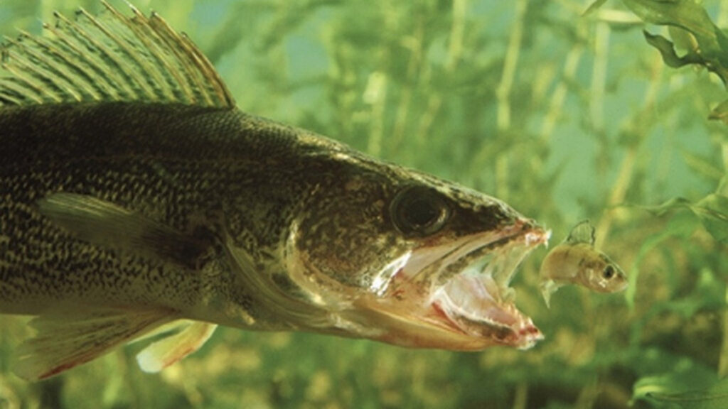 WALLEYE FEEDING
