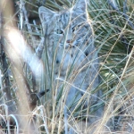huntbobcat